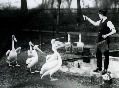 Pelicans being fed fish by their Keeper at the poolside, London Zoo, December 1922 by Frederick William Bond